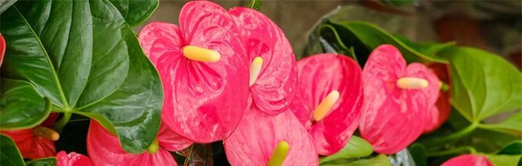 花烛的花语与寓意（用花与灯光）