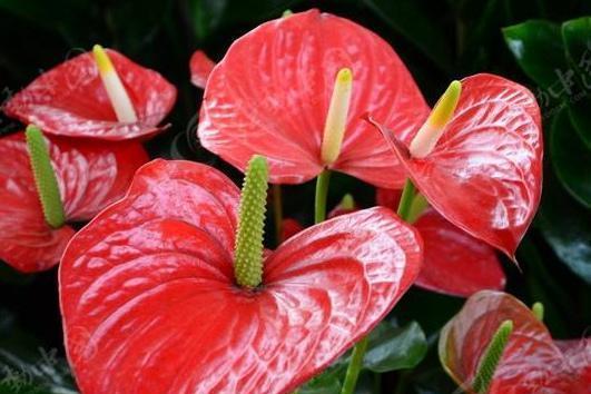 室内养花烛的绝佳选择（美丽实用的花烛之家）