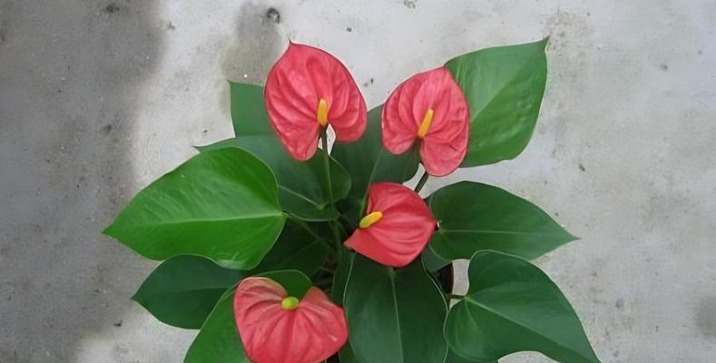 如何正确浇水花烛（花烛养护的专业技巧）