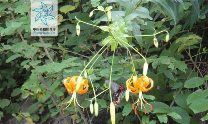 百合与生肖的象征意义（揭示百合花对十二生肖的寓意）