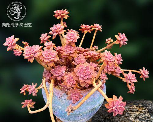 华丽风车多肉的爆盆养殖方法（打造多肉植物的艺术品）