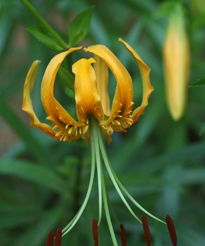百合花在风水中的象征意义（探究百合花的寓意与风水学的联系）