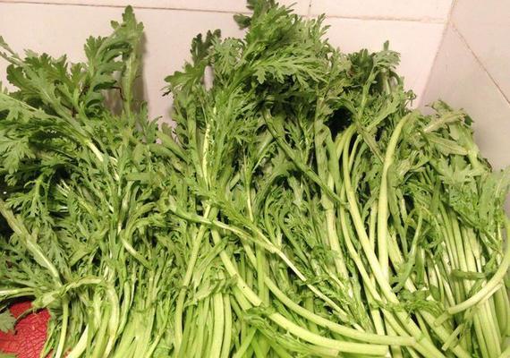 滑滑菜的种类和食用方法（了解不同种类滑滑菜）