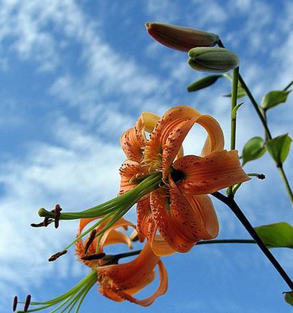 百合花的寓意和象征风水（揭秘百合花的吉祥象征及在风水中的作用）