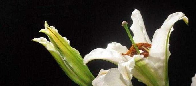 百合花语的寓意及象征（用花语诠释百合的意义）