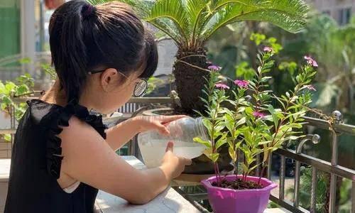正确使用化肥水浇花的方法（化肥水的使用注意事项及技巧）