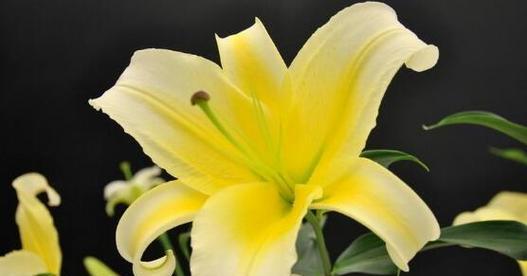 百合花的象征与花语（探寻百合花的深意）