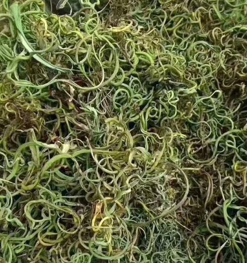 探寻化石草的神秘世界（了解化石草的起源）