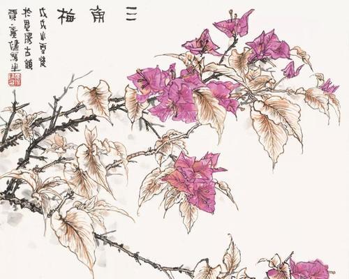 赏花必备，画报三角梅全面解读（花型美丽）
