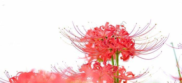彼岸花（彼岸花的象征意义及寓意解析）