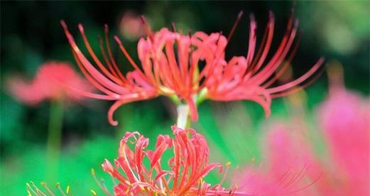彼岸花（彼岸花的象征意义及寓意解析）