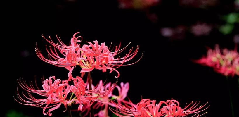 以彼岸花为象征的意义与启示（探索彼岸花的神秘芳香和生命哲学）