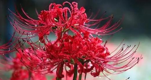 彼岸花的花语与寓意——追寻爱与希望的永恒（探寻彼岸花的生命哲学与人生启示）