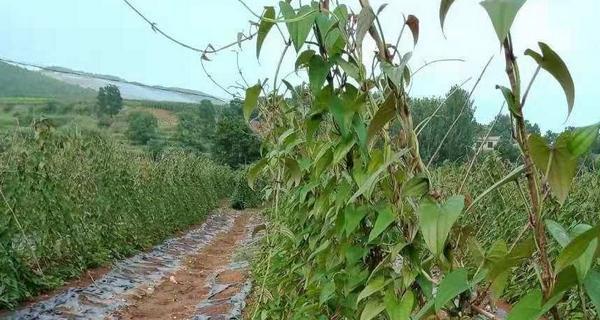 淮山种植条件与生长环境详解（适合淮山种植的生态环境与关键环节）