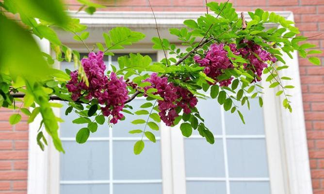 槐花树种植指南（了解如何在院子里种植槐花树）
