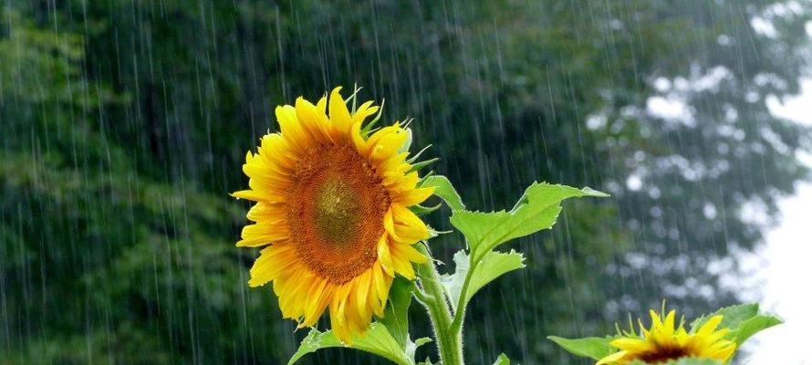 花开爱慕（花语传情）