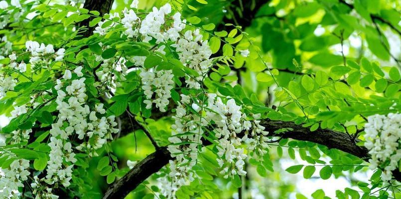 揭秘槐树花的花色（探究槐树花的色彩奥秘）