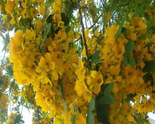 槐树花的多彩花海（探寻槐树花的五彩斑斓）