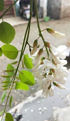 国槐树开花的奇妙过程（从开花样子到生长习性）
