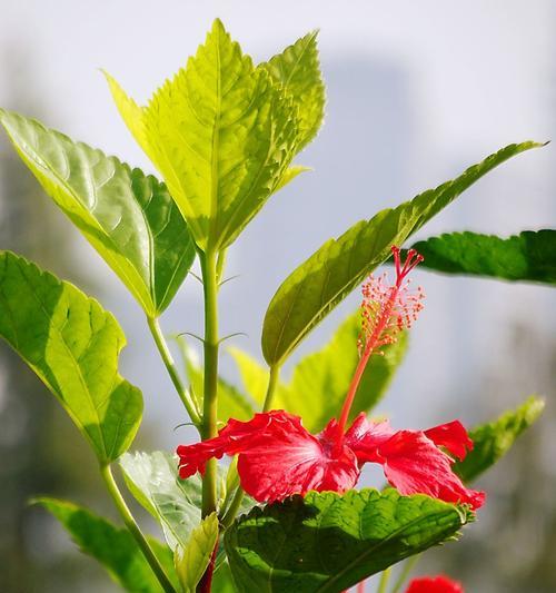 花语传递惆怅之情（以花朵为语言）