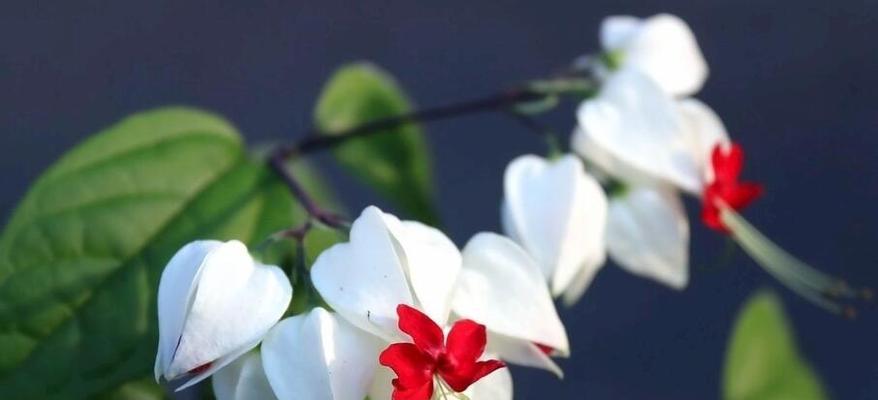 纯洁的花——美丽而无瑕的自然之赞歌（百合花的花语与象征）