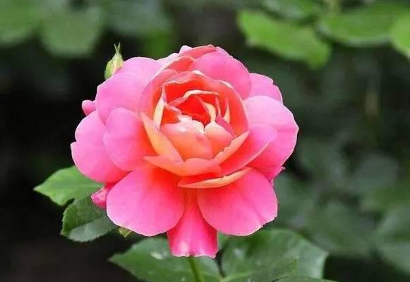 单相思的花语（探索花语中的单相思）
