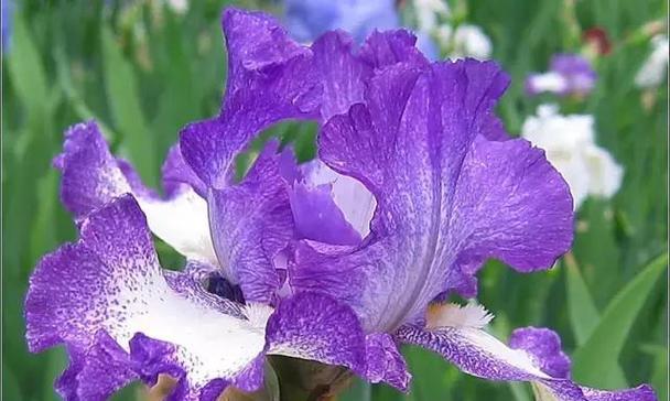 鲜花传递歉意，化解误会的道歉之花（花语道歉）