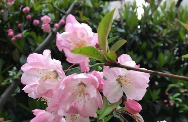 鲜花传递歉意，化解误会的道歉之花（花语道歉）