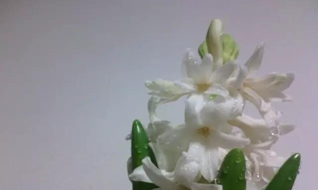 以表示对不起的花花语是对不起的花（探索花语中的歉意表达及象征意义）