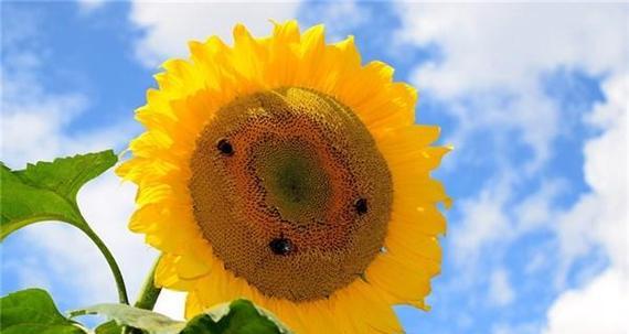 奋斗的花语（揭示奋斗之花的花语意义）