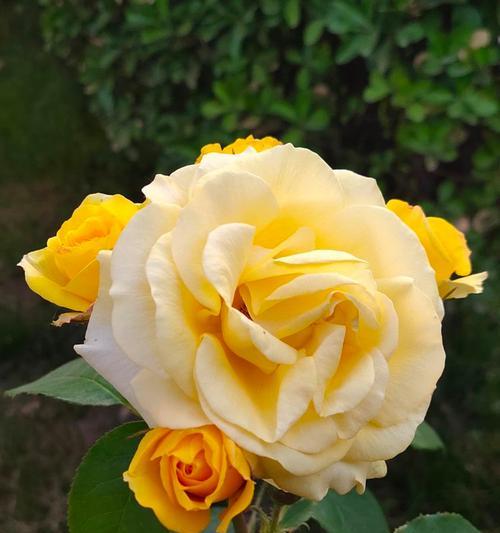 父爱如花开，花开如父爱（温暖滋养心田的花语）