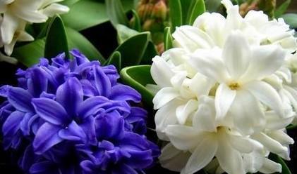 感恩之花——以表示感谢的花花语（感恩花的传达方式与含义）