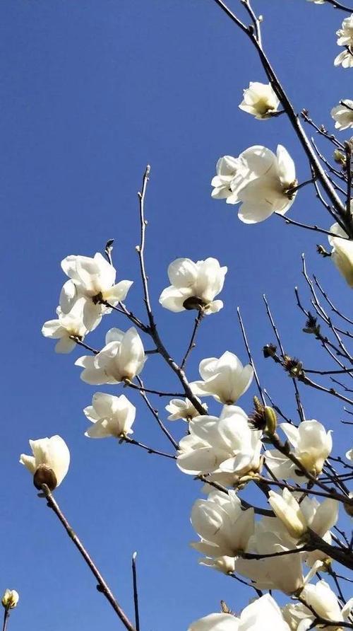 高洁的花——美丽动人的自然之美（花语传递高洁之美）