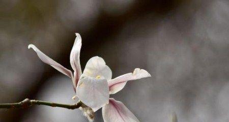 花语之谜（探寻高冷花的内心世界）