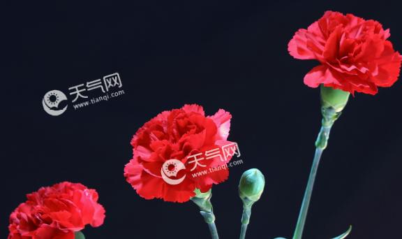 揭秘花语世界的恭喜之花（探寻恭喜之花的语言之美）