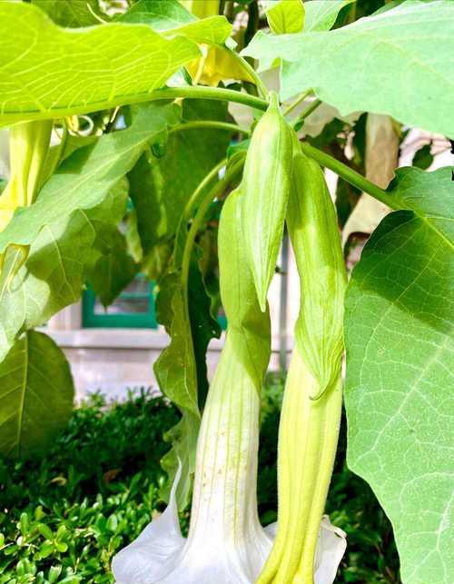 孤独的花（探寻孤独的花的心灵之旅）