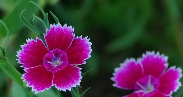 花草与好运，揭秘吉祥花语（十朵代表好运的花以及背后的花语）