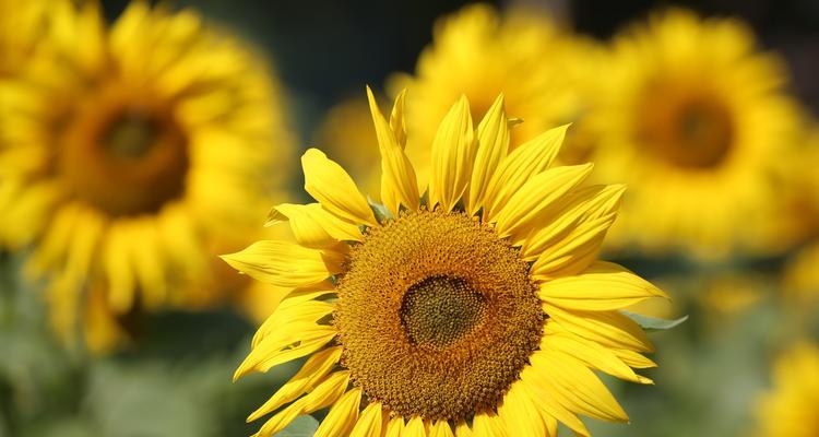 积极向上的花朵（以花朵为媒介）
