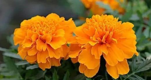 花语吉祥，寓意美好（以表示吉祥的花）