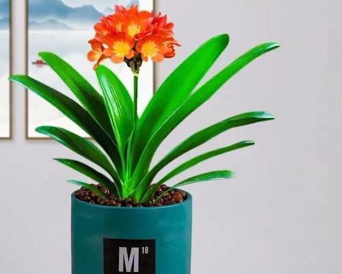 花语吉祥，寓意美好（以表示吉祥的花）