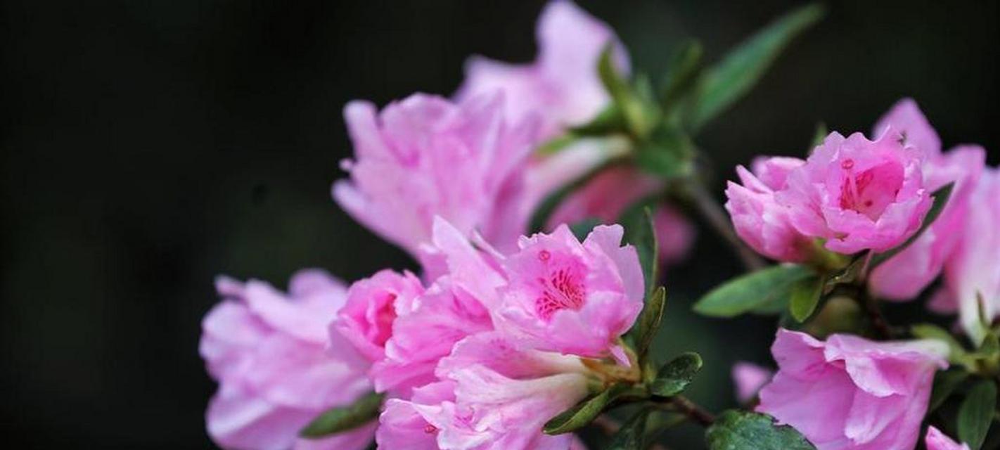 坚韧不拔的花朵——传递力量的花语（坚韧的花语有哪些）