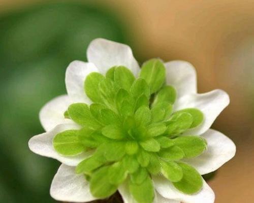 坚韧不拔的花朵——传递力量的花语（坚韧的花语有哪些）