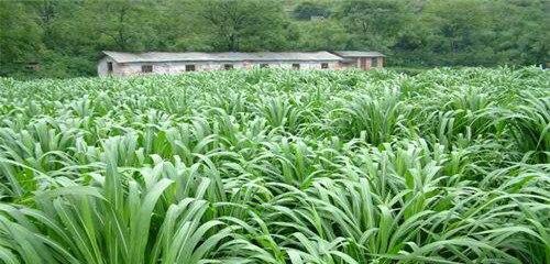 如何种植皇竹草种子（掌握种子选购、土壤准备和种植方法）