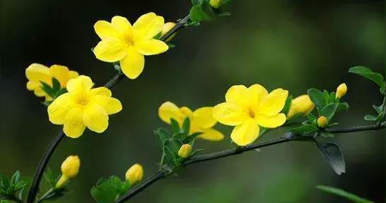 敬佩的花花语（让我们一起探索那些令人敬佩的花朵）