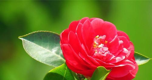 敬佩的花花语（让我们一起探索那些令人敬佩的花朵）