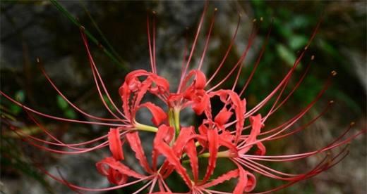 花开救赎，生命的重生之美（花语代表救赎）