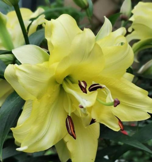 黄百合花香味有毒吗？真相揭秘！