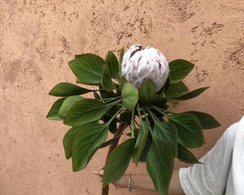 花开拒绝，语不言明（花朵传递拒绝的花语）