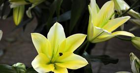 黄百合花香味有毒吗？真相揭秘！