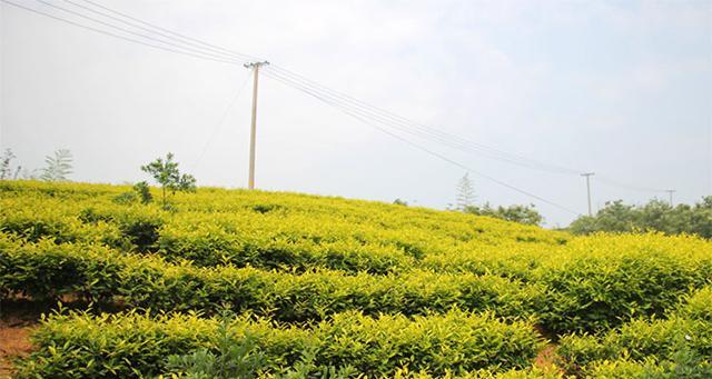 黄茶采摘与收获季节探秘（了解黄茶的采摘和生产过程）